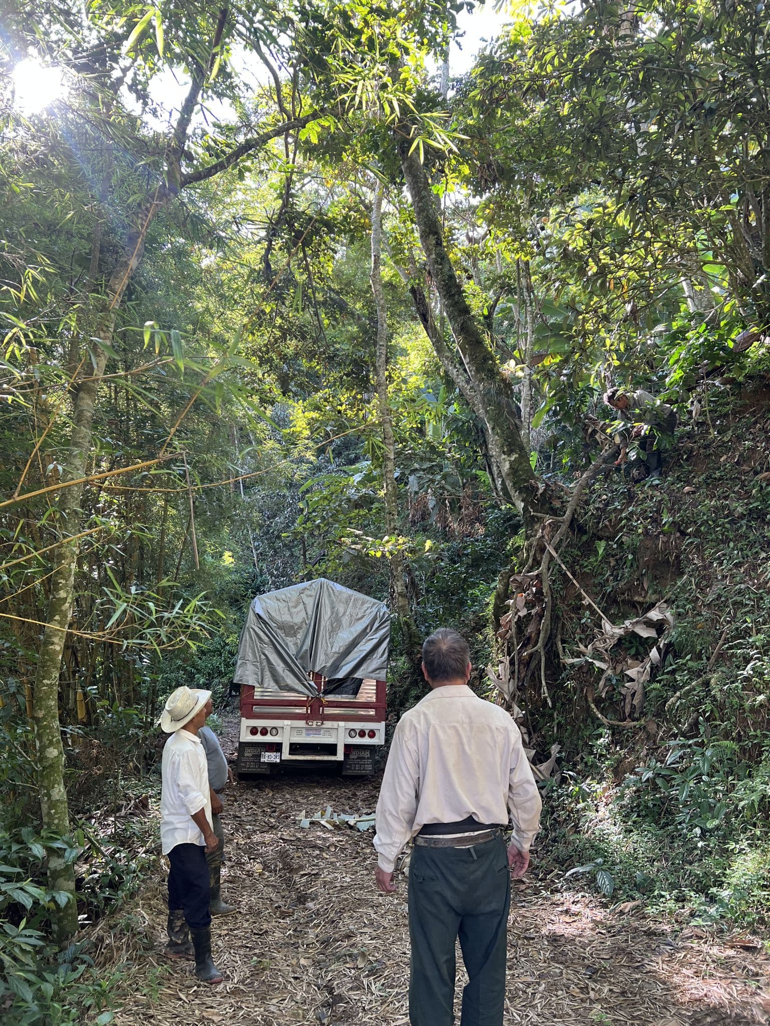 Camino de acceso al cafetal entre arboles