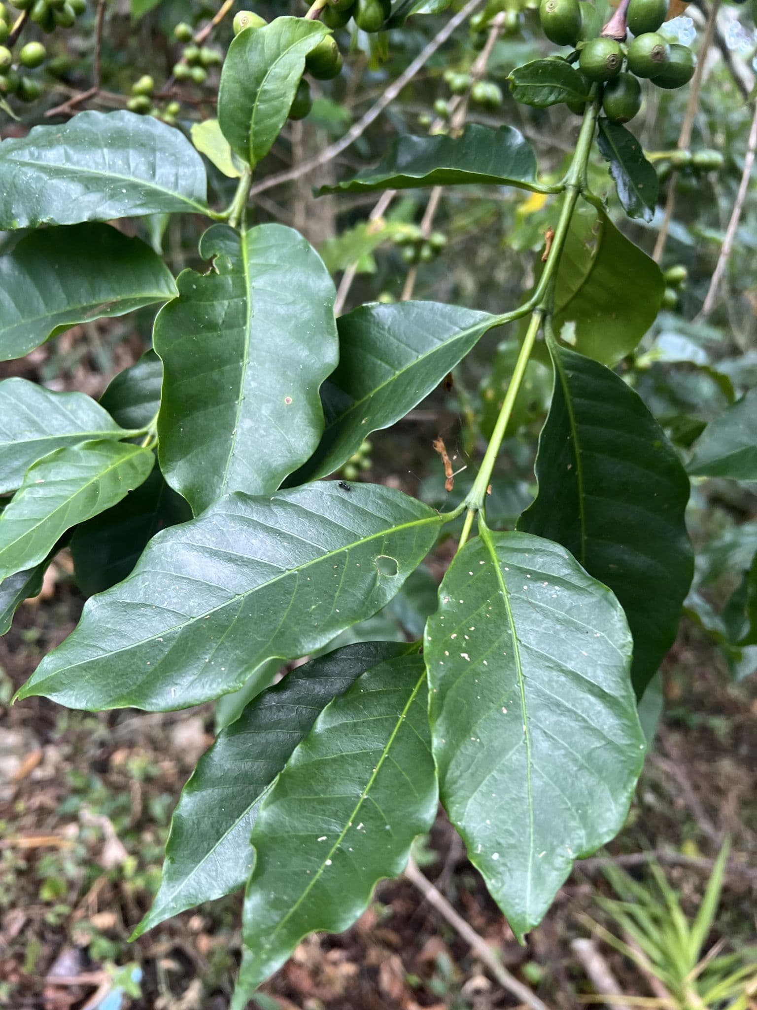 Hoja de cafeto con fruto joven