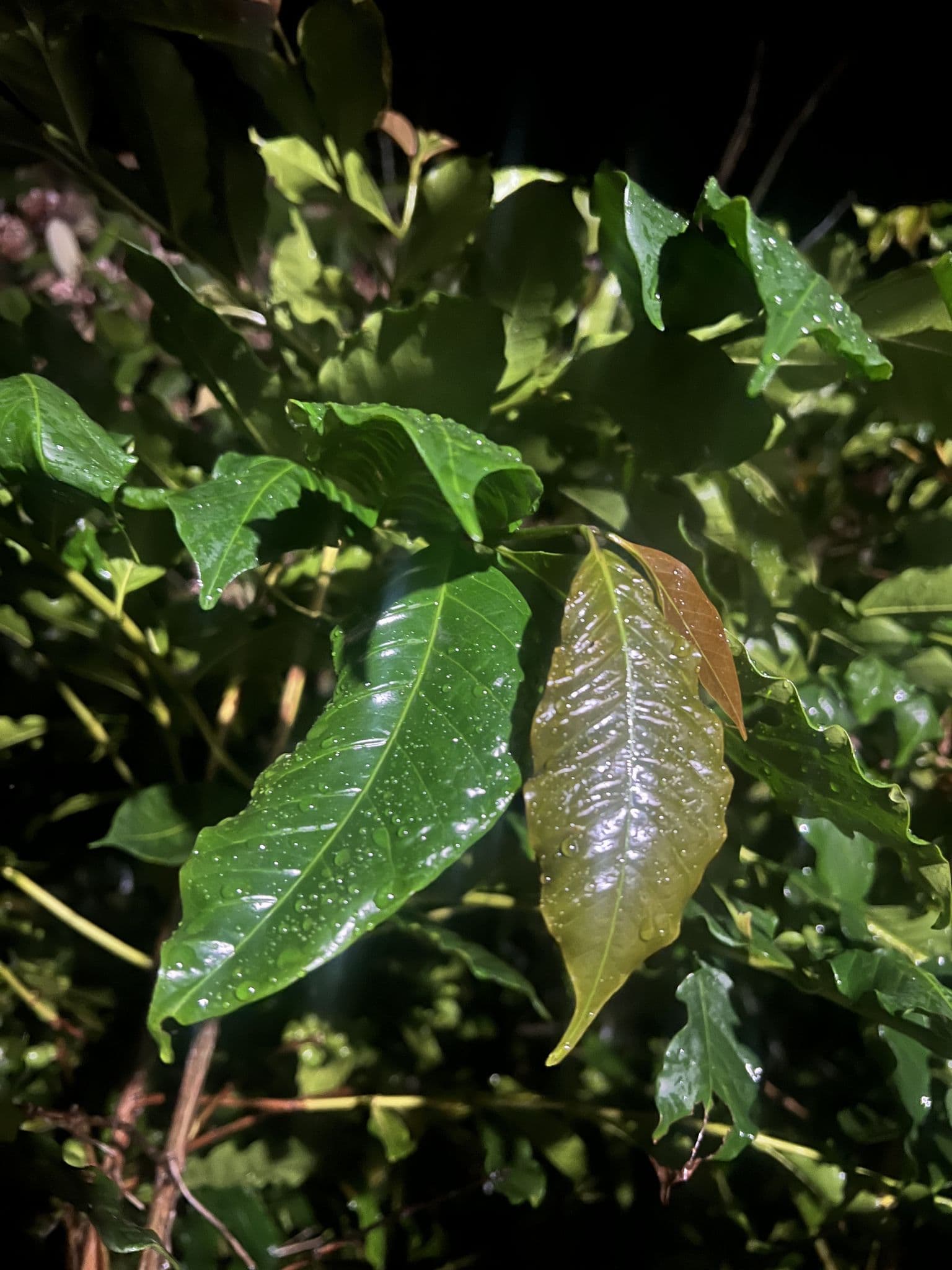 Brote nuevo de cafeto con brillo natural
