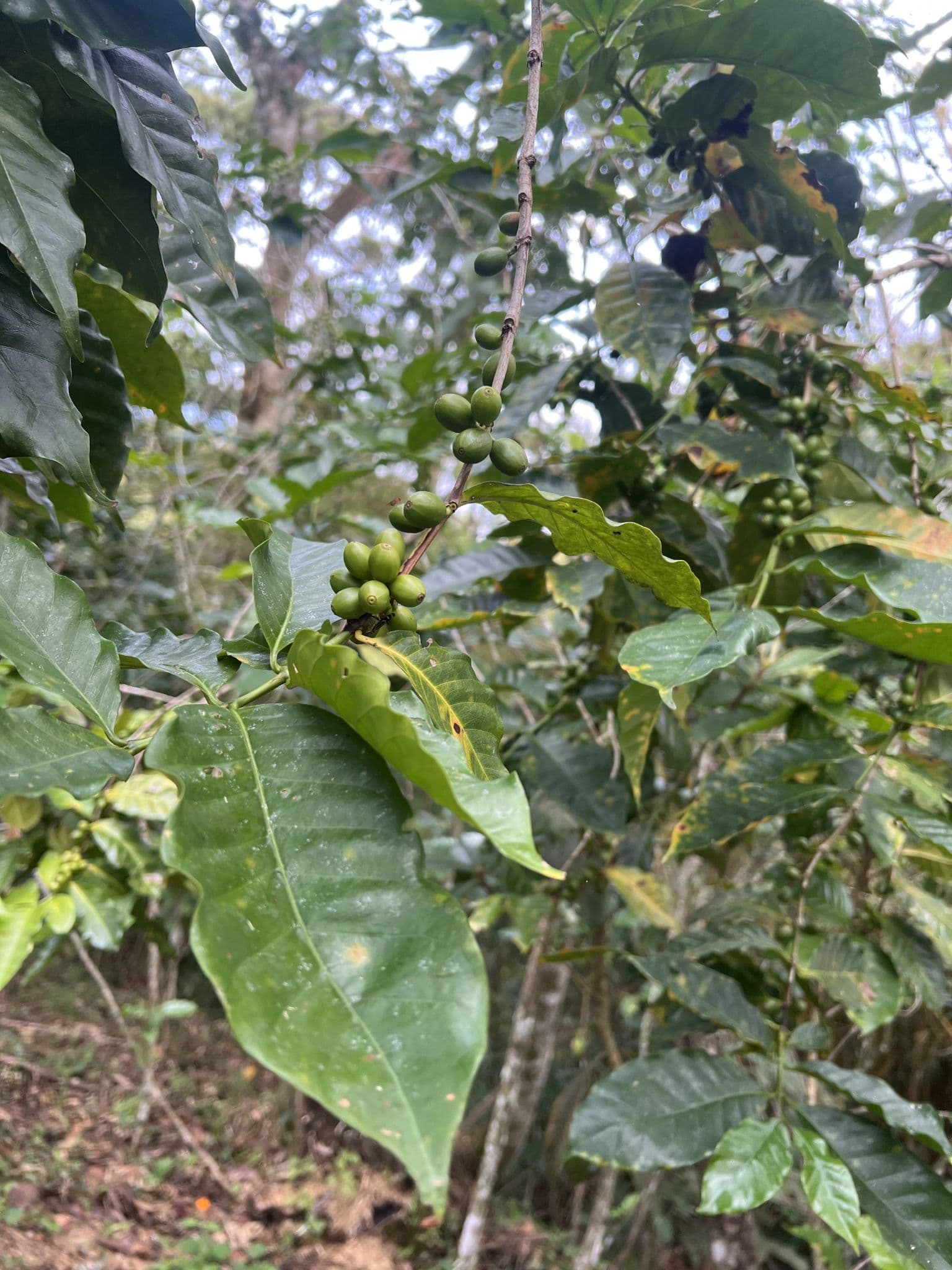 Rama de cafe con cerezas verdes