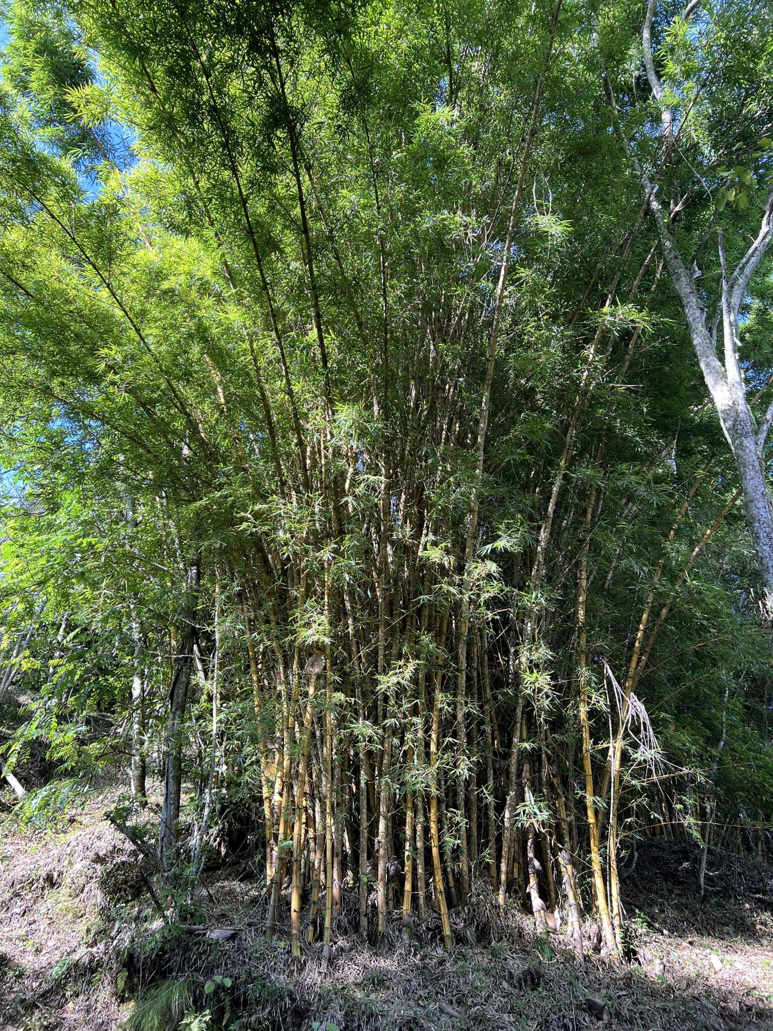 Bambu y vegetacion del rancho