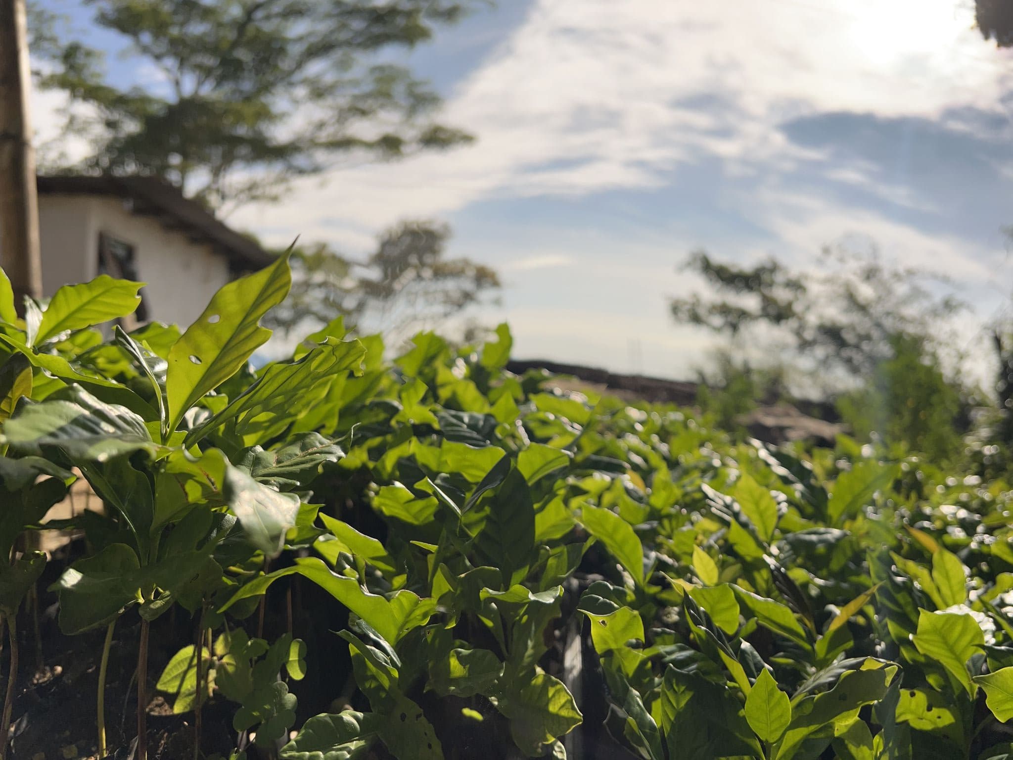 Muro y vegetacion alrededor del rancho