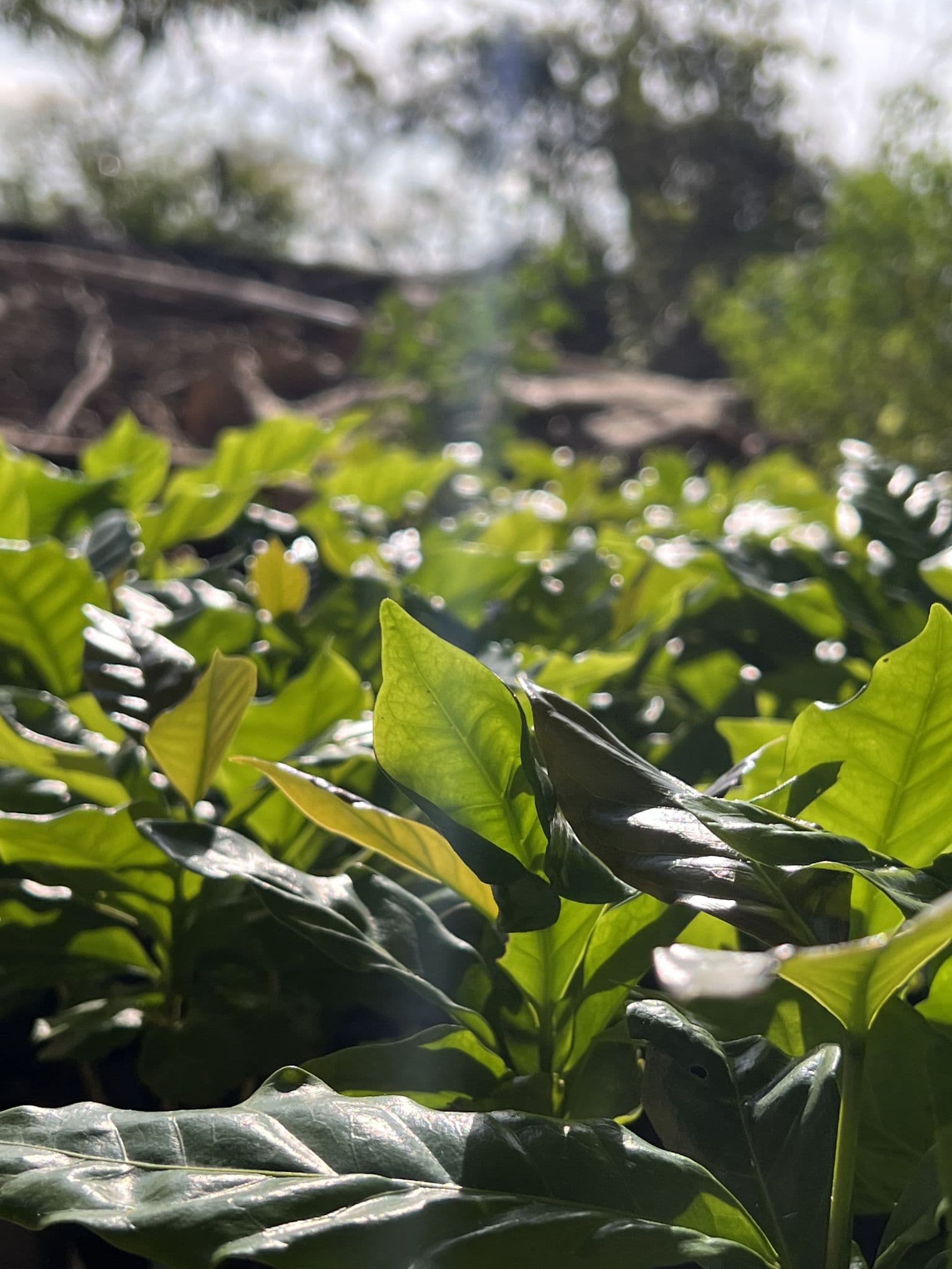 Hojas de cafeto iluminadas por el sol