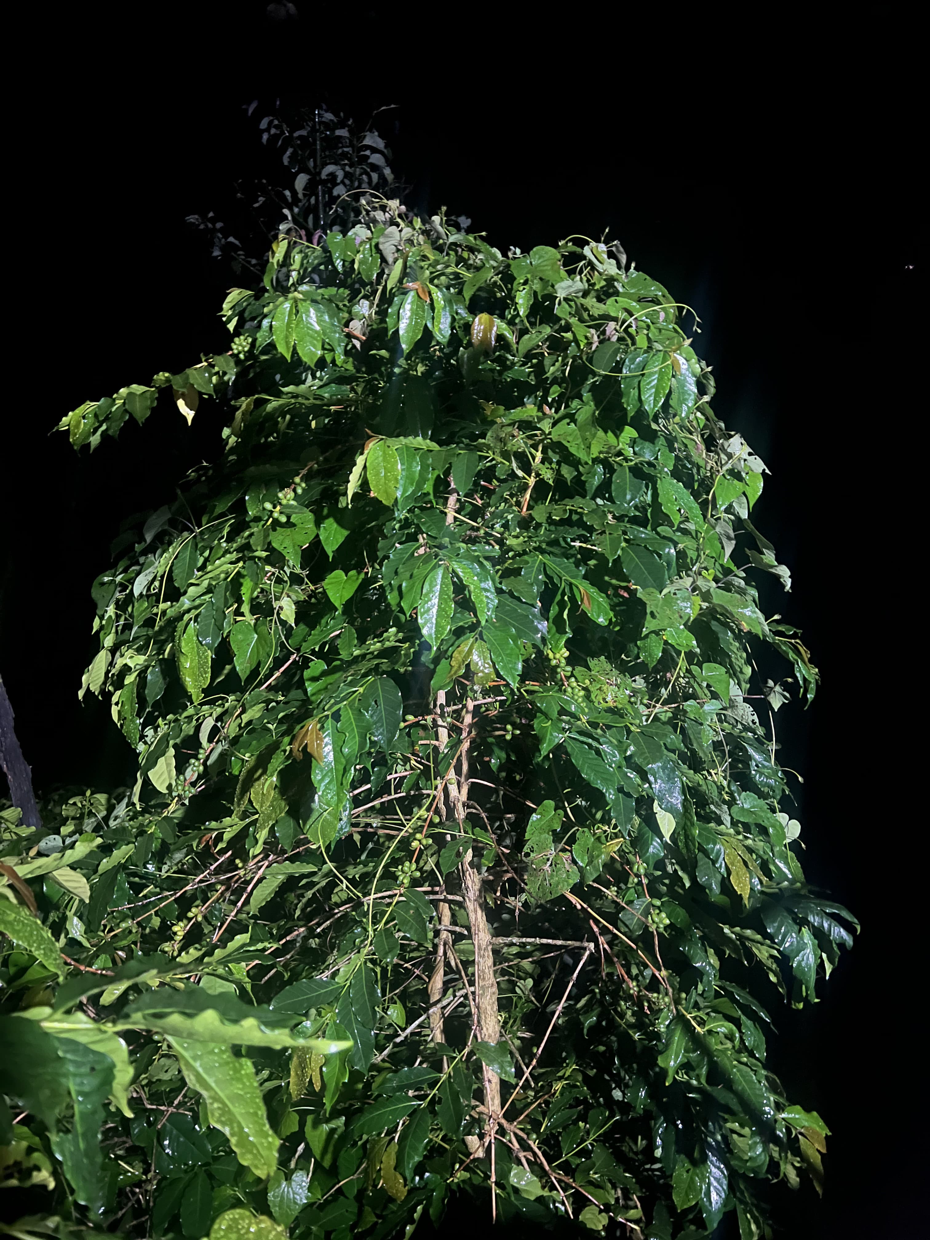 Planta de cafe bajo sombra profunda