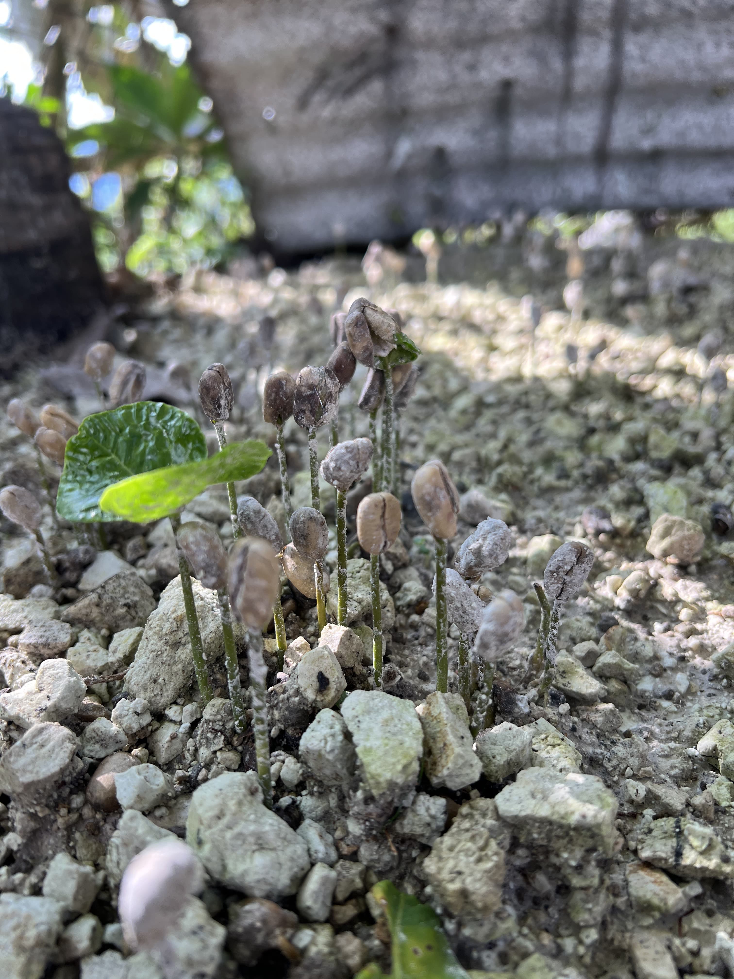 Plantulas de cafe en vivero