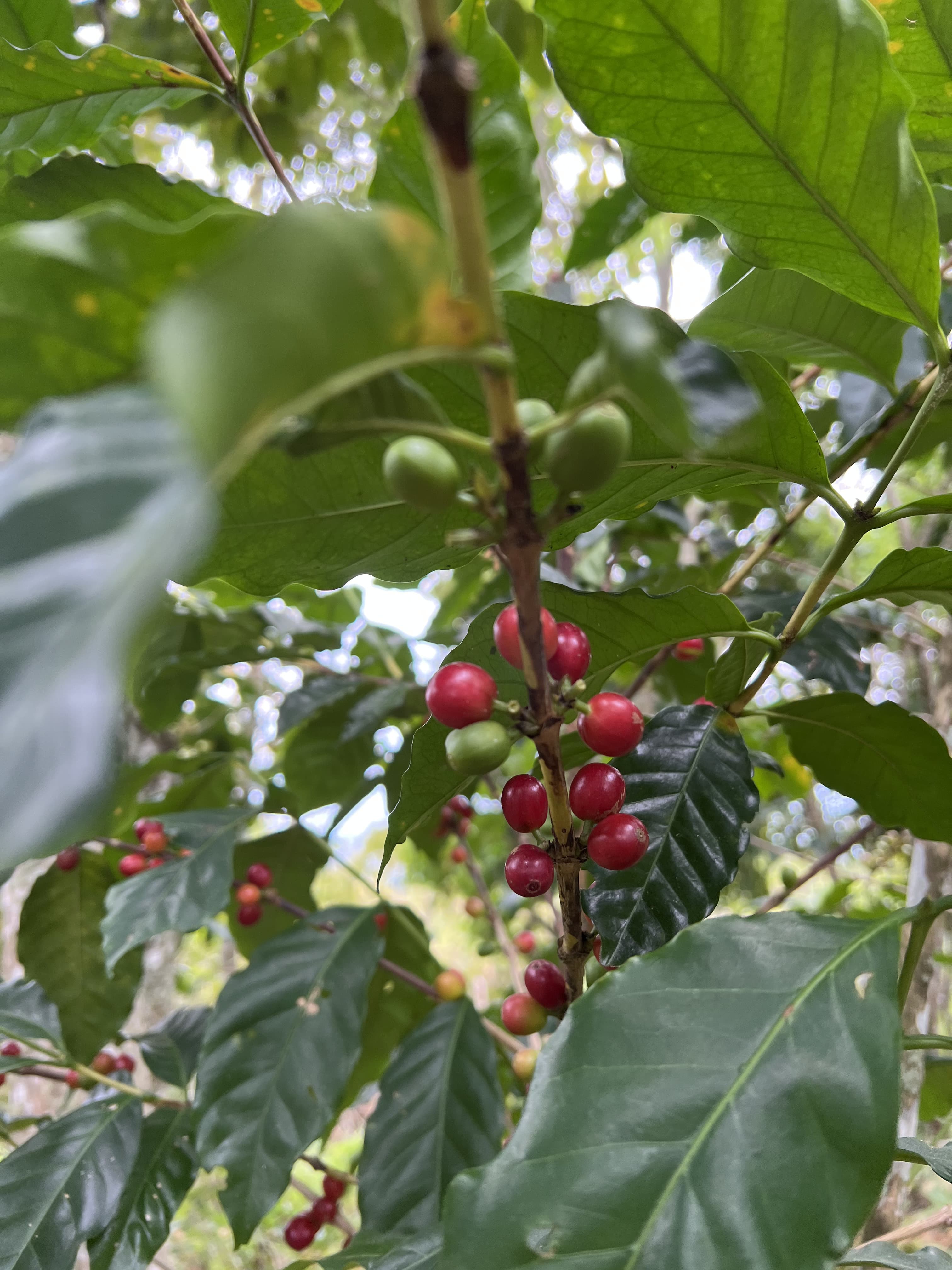 Cerezas rojas de cafe en rama