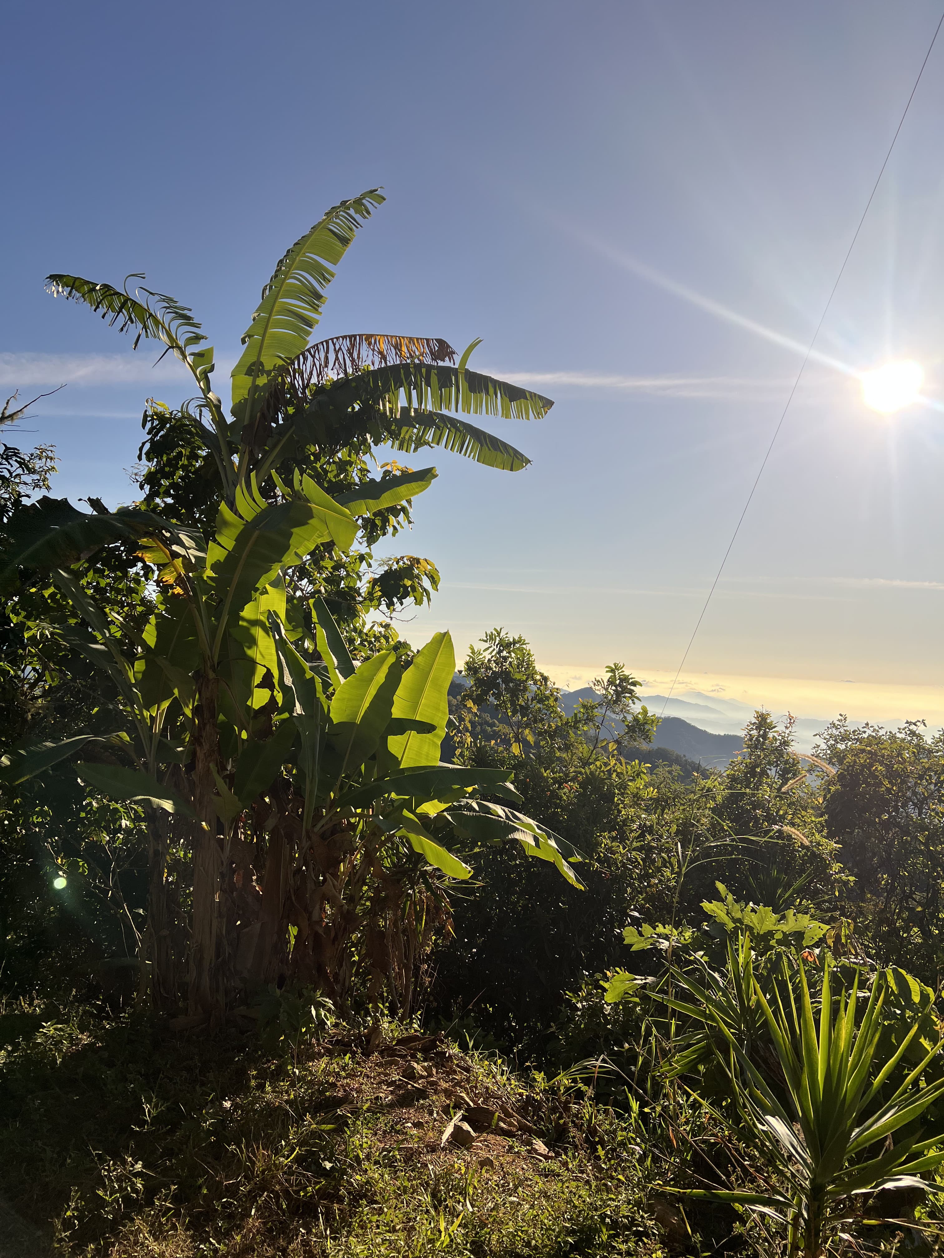 Platanares y luz de montana en el rancho