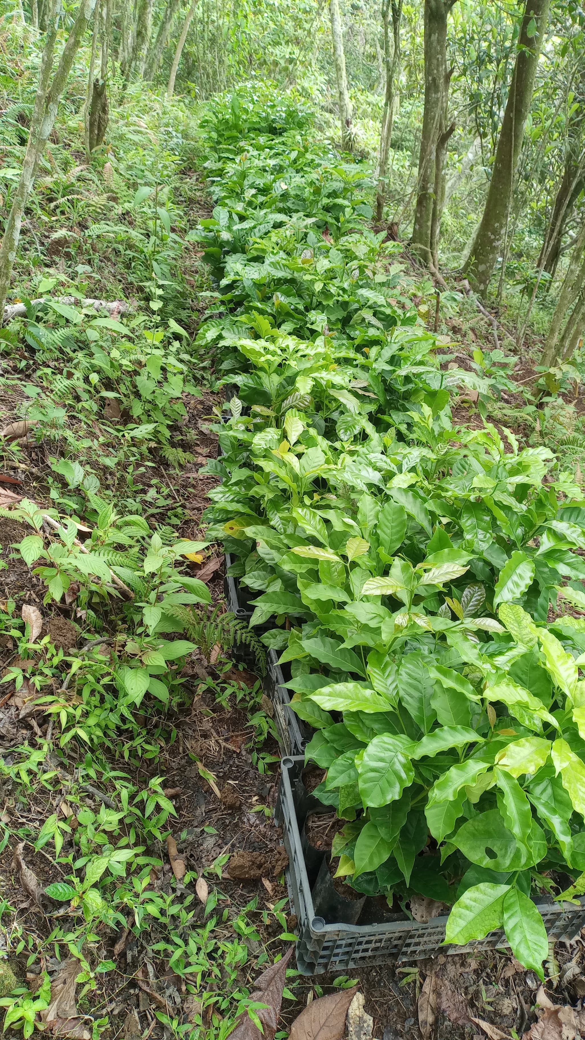 Cafetal de Rancho La Sirena bajo sombra