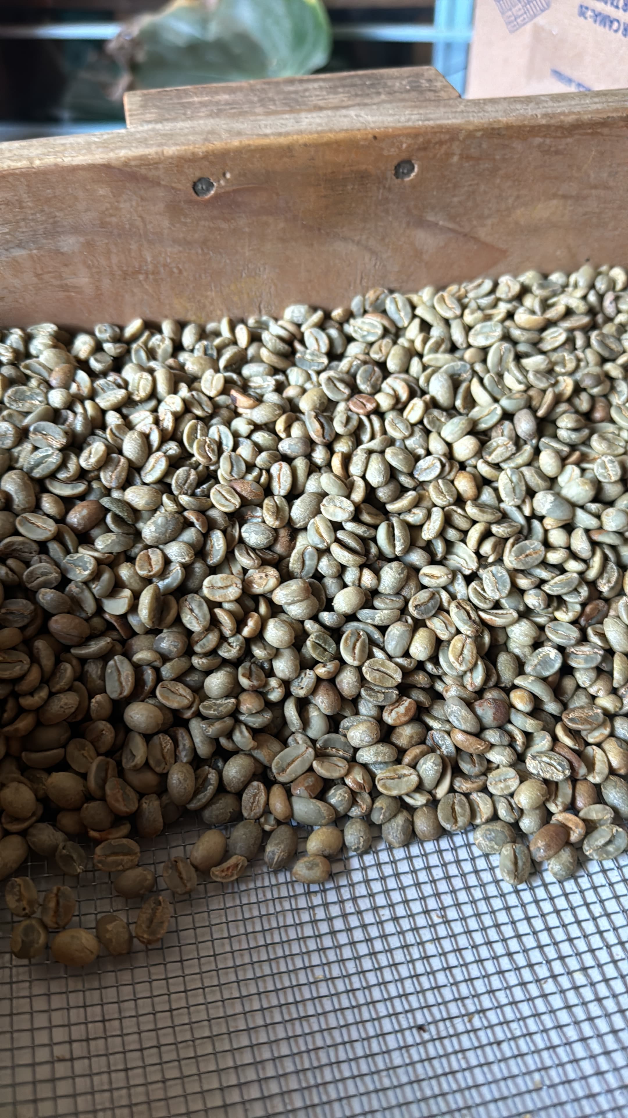 Grano verde de café antes del tostado