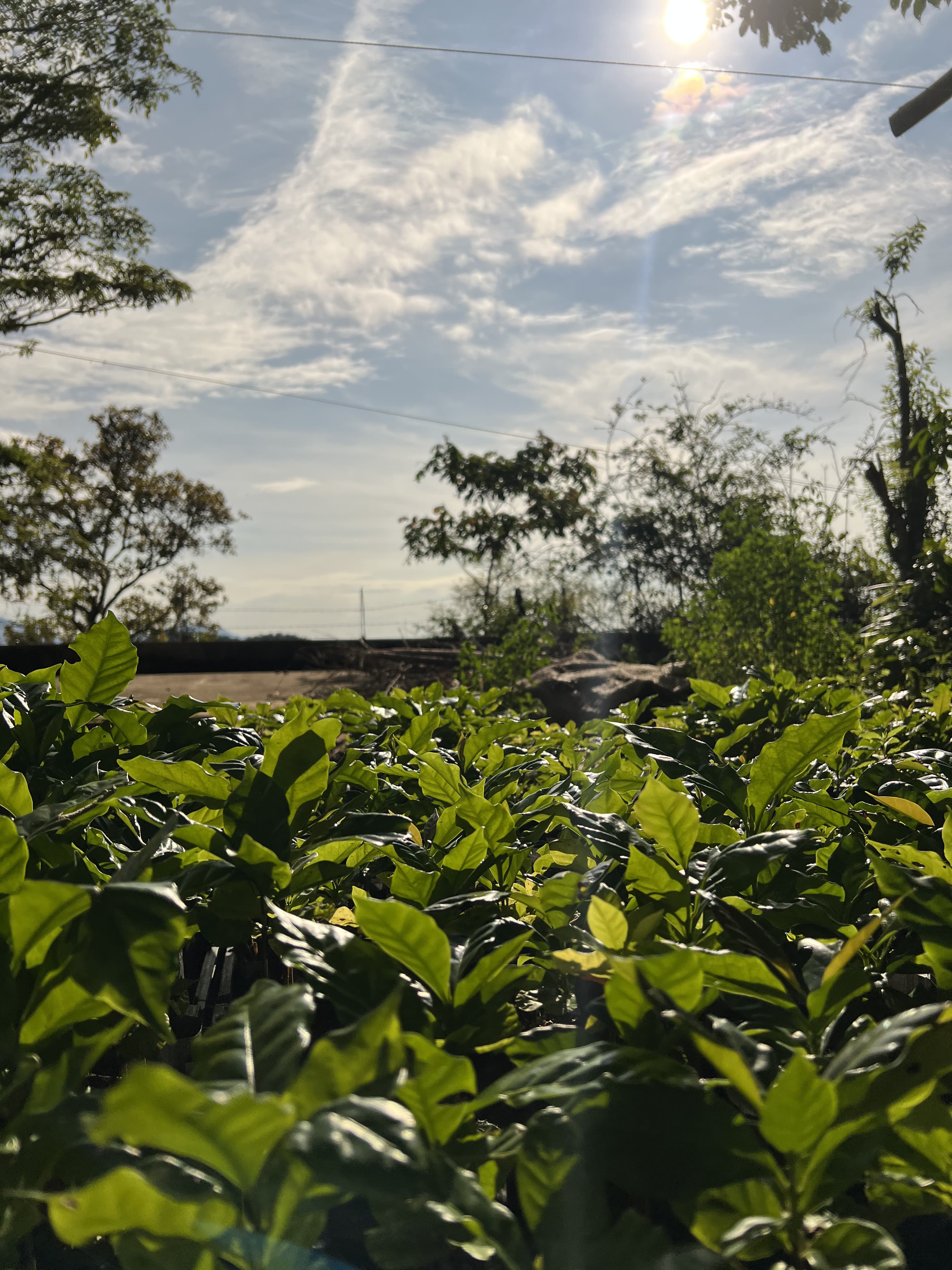 Vista del rancho con cafetales, luz y cielo de Pluma Hidalgo