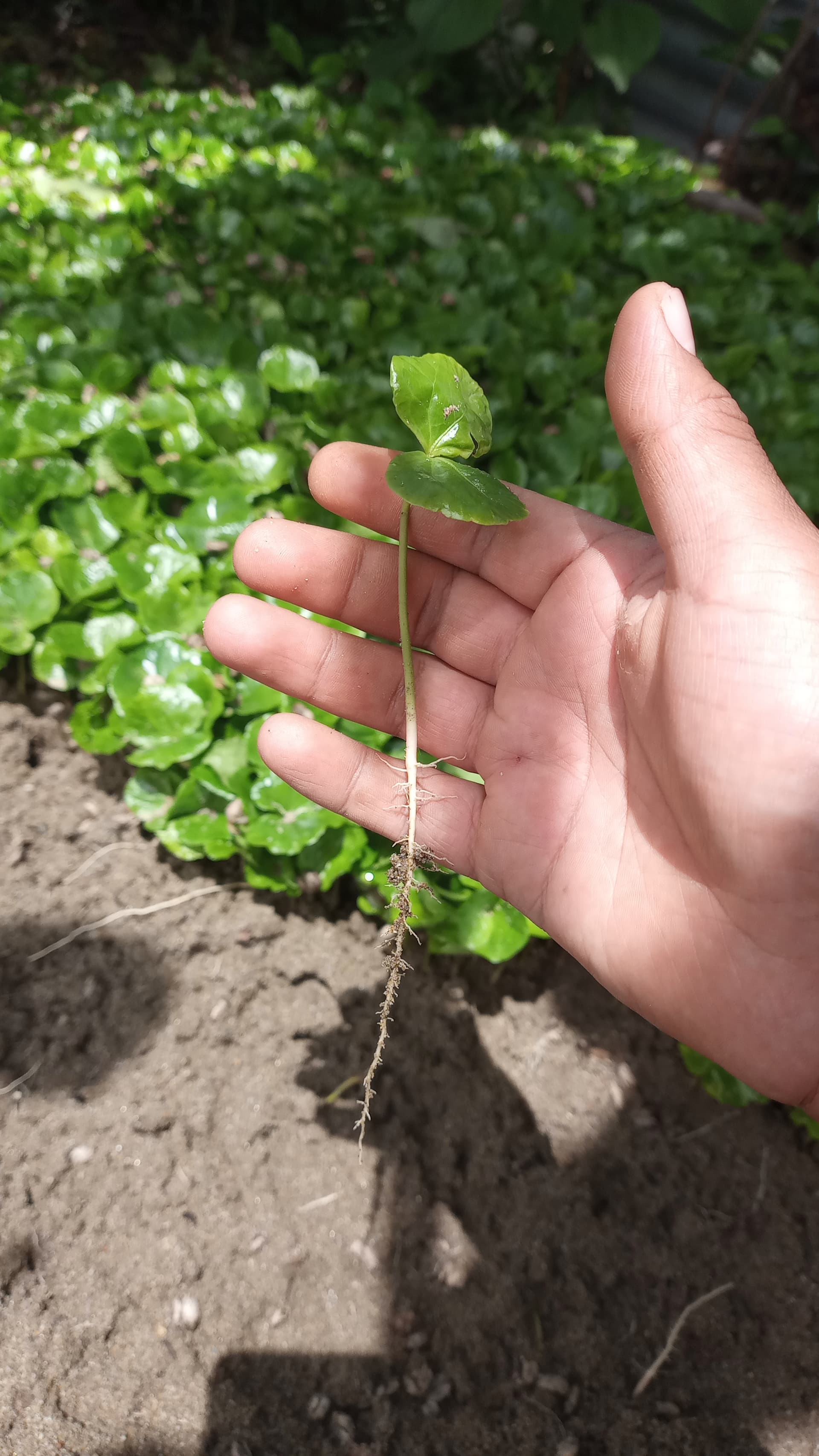 El potencial nace en la planta