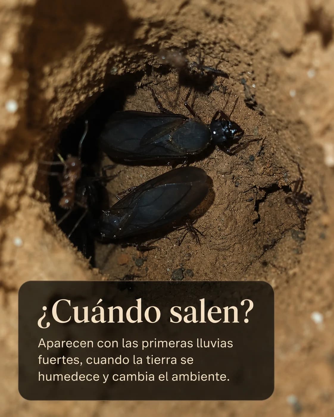 Chicatanas: el sabor de las primeras lluvias.